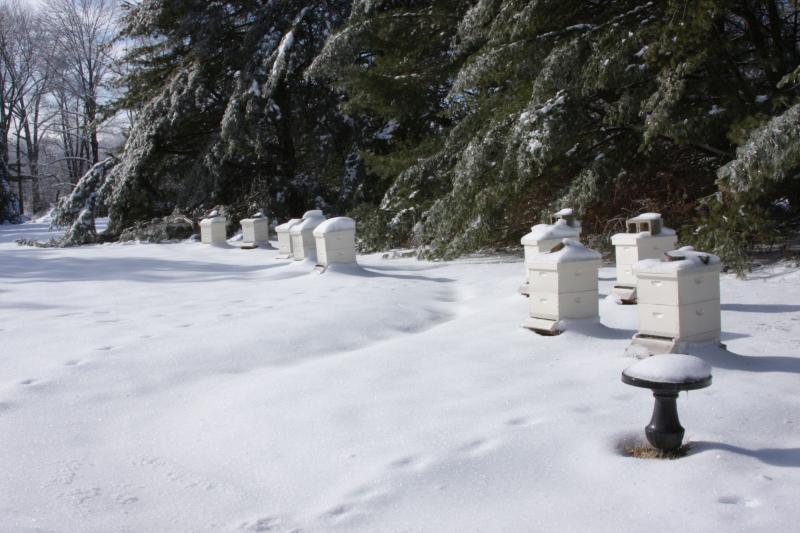 Hives during a snowy winter