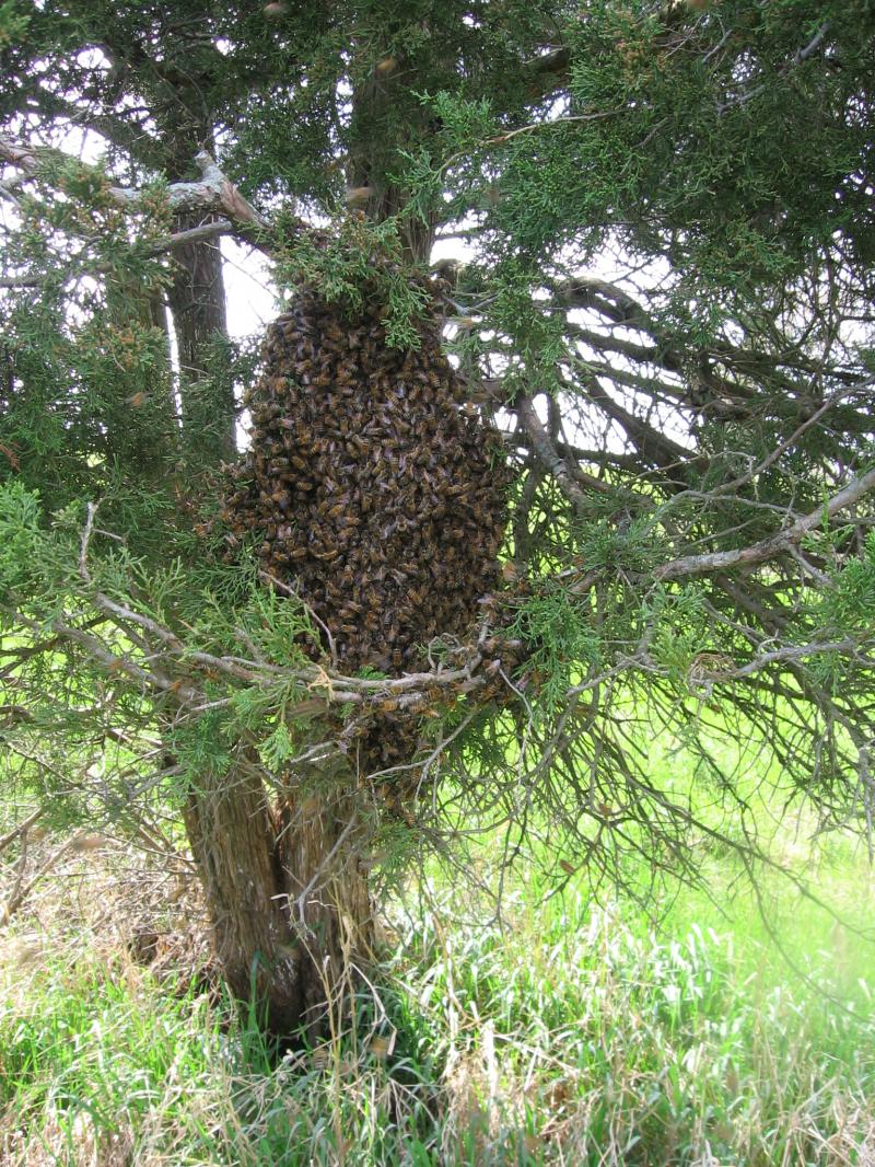 Swarm June of 202